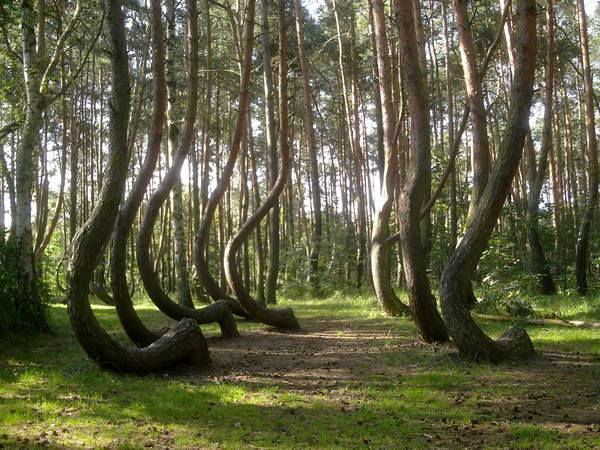 This jpeg image - Crooked Forest Poland Wallpaper, is available for free download