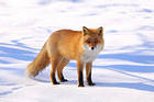 Fox in Winter Background