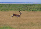 Running Antelope Wallpaper