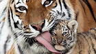 Tigers Wallpaper