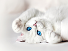 White Kitten with Blue Eyes Wallpaper