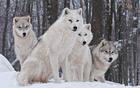 White Snow Wolves Wallpaper