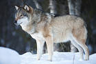 Wolf in Winter Background