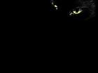 black-cat-eyes