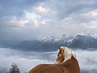 horse-wallpapers-24