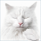 Animated White Cat with Blinking Eyes