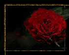 Beautiful Red Rose Gif Animation