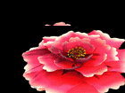 Blooming Rose Animated GIF Image