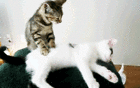 Cat Massage Gif Animation