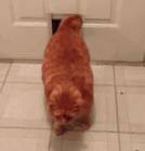 Garfield Two