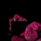 Rotating Pink Brooch Animated GIF Image