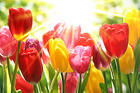 Background with Beautifu Colorful Tulips