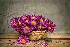 Background with Beautiful Magenta Flowers in Basket