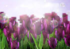 Background with Purple Tulips