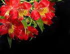 Background with Red Lilium