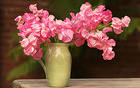 Background with Vase and Pink Flowers