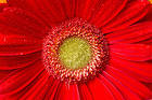 Beautiful Background with Red Gerbera