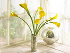 Beautiful Background with Yellow Calla Lilies