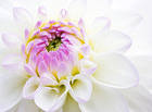 Beautiful Chrysanthemum Background