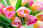 Beautiful Pink Tulips Background