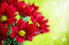 Beautiful Red Flowers Background