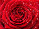 Beautiful Red Rose with Dew Background