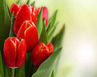 Beautiful Red Tulips Background