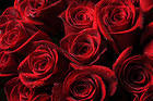 Beautiful Roses Background