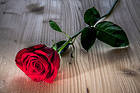 Beautiful Roses Background