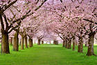 Beautiful Spring Background with Trees