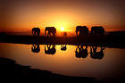 Beautiful Sunset and Elephants Background