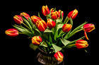 Beautiful Tulips Black Background