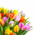 Beautiful Tulips Flowers Background