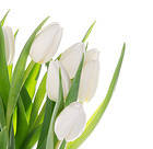Beautiful White Tulips Flowers Background