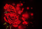 Black Background Red Roses