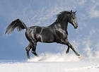 Black Horse Background