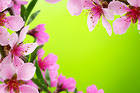 Blooming Spring Branch Background