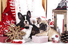 Christmas Cute Puppies Background