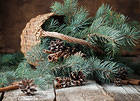Christmas Pine Basket Background