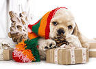 Christmas Puppy Background
