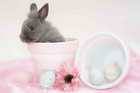 Cute Bunny Pink Background