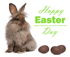 Cute Easter Bunny with Chocolate Eggs Background