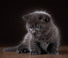 Cute Grey Kitten Background