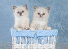 Cute Kittens Blue Background