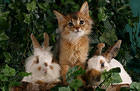 Cute Kitty and Two Bunnies Background