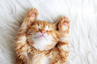 Cute Little Kitten Background