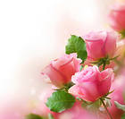 Cute Pink Roses Background