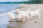 Cute Puppies and Sea Background