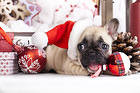 Cute Puppy Christmas Background