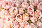Delicate Beautiful Roses Background